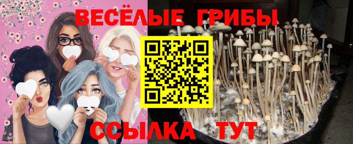 Кудрово  где найти наркотики  Галлюциногенные грибы ЛСД  Вход с VPN  Галлюциногенные грибы ЛСД 